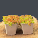 Sedum album