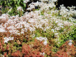 White stonecrop