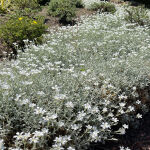 Cerastium tomentosum