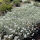 Cerastium tomentosum