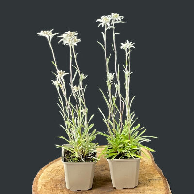 Edelweiss des Alpes