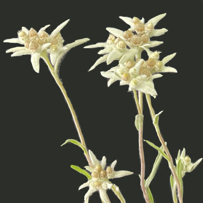 Eedelweiss or Leontopodium nivale