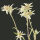 Edelweiss des Alpes