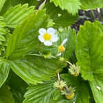 Fragaria chiloensis Chaval