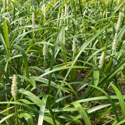 Liriope muscari Monroe White