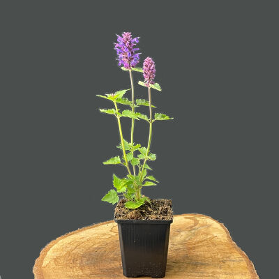 Agastache Blue Boa ®