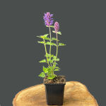 Agastache Blue Boa ®