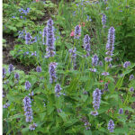 Giant Hyssop