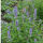 Agastache Blue Boa ®