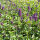 Agastache Blue Boa ®