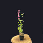 Agastache mexicana Red Fortune ®