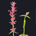Mexican giant hyssop