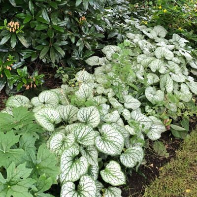 Jack Frost`Siberian Bugloss, Heartleaf Brunnera