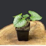 Brunnera macrophylla Jack Frost ®