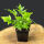 Japanese Holly Fern