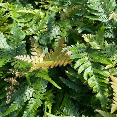 Dryopteris erythrosora