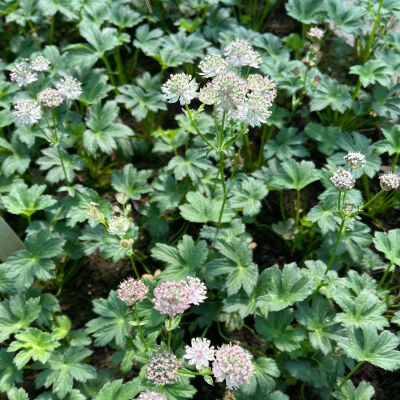 Astrantia major