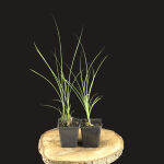 Chinese Silver Grass