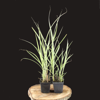 Miscanthus sinensis Variegatus