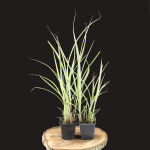 Japanese silver grass