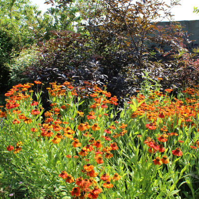 Helenium Moerheim Beauty