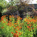 Sneezeweed Moerheim Beauty