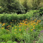 Black-Eyed Susan