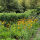 Rudbeckia fulgida Goldsturm