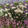 Achillea millefolium Wonderful Wampee