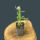 Achillea millefolium Wonderful Wampee