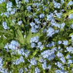 Siberian Bugloss.