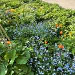 Siberian Bugloss.