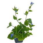 Brunnera macrophylla