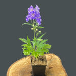 Delphinium x cultorum Pacific Blue Bird