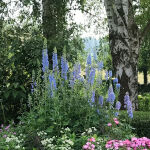 Larkspur