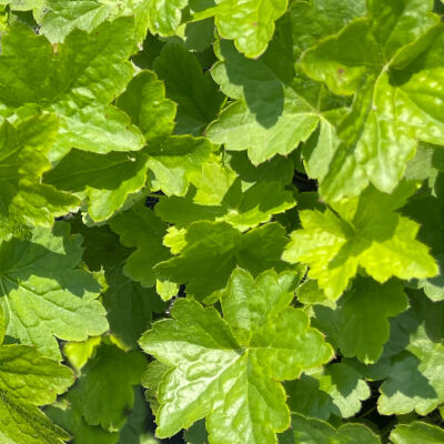 Heuchera villosa Chantilly