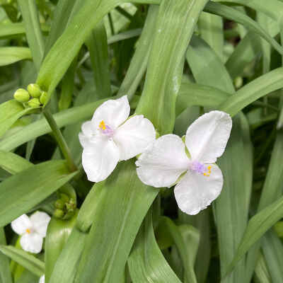 Tradescantia andersoniana Innocence