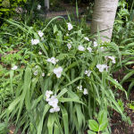 Tradescantia andersoniana Innocence