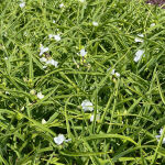 Tradescantia andersoniana Innocence