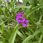 Virginia Spiderwort