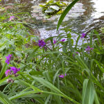 Tradescantia andersoniana Rubra