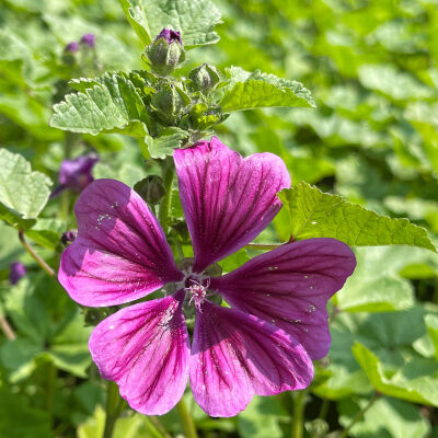 Malva sylvestris