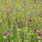 Malva sylvestris