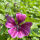 Malva sylvestris