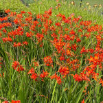 Montbretia