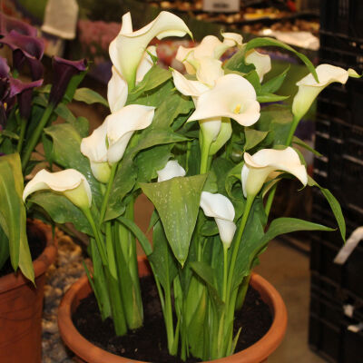 Zantedeschia aethiopica