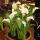 Zantedeschia aethiopica