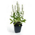 Salvia  nemorosa Schneehuegel