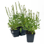 Salvia  nemorosa Schneehuegel