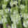 Salvia  nemorosa Schneehuegel